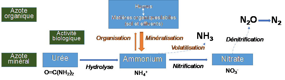 Ammoniaque 13% – Lambert Chemicals